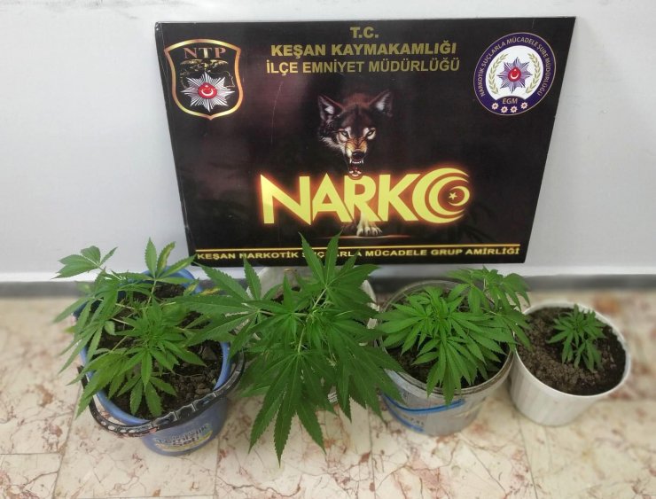 Evde saksılar içinde Hint kenevirlerine 1 tutuklama