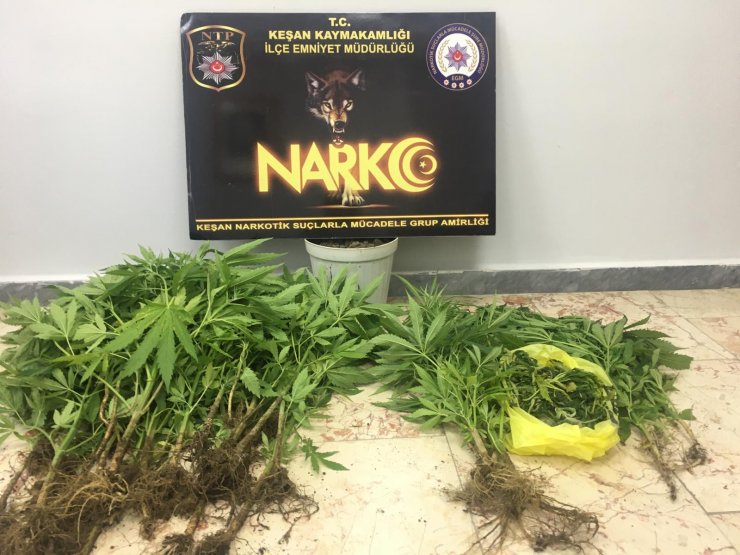 Evde saksılar içinde Hint kenevirlerine 1 tutuklama