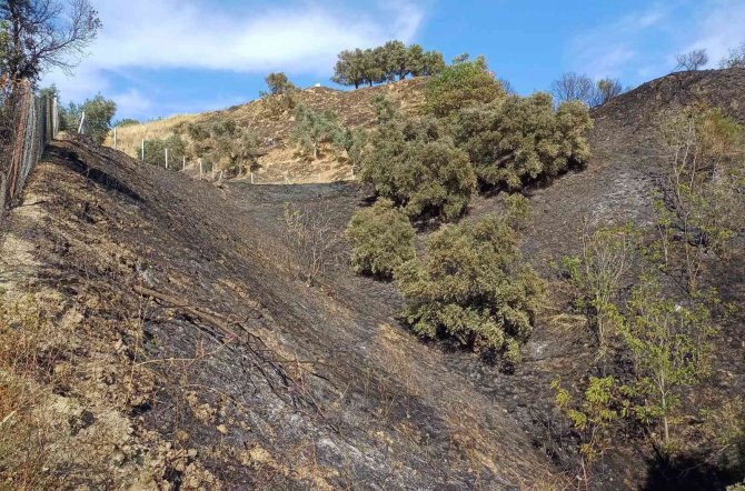 Zeytinlik alandaki yangın büyümeden söndürüldü