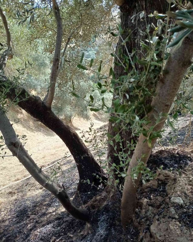 Zeytinlik alandaki yangın büyümeden söndürüldü