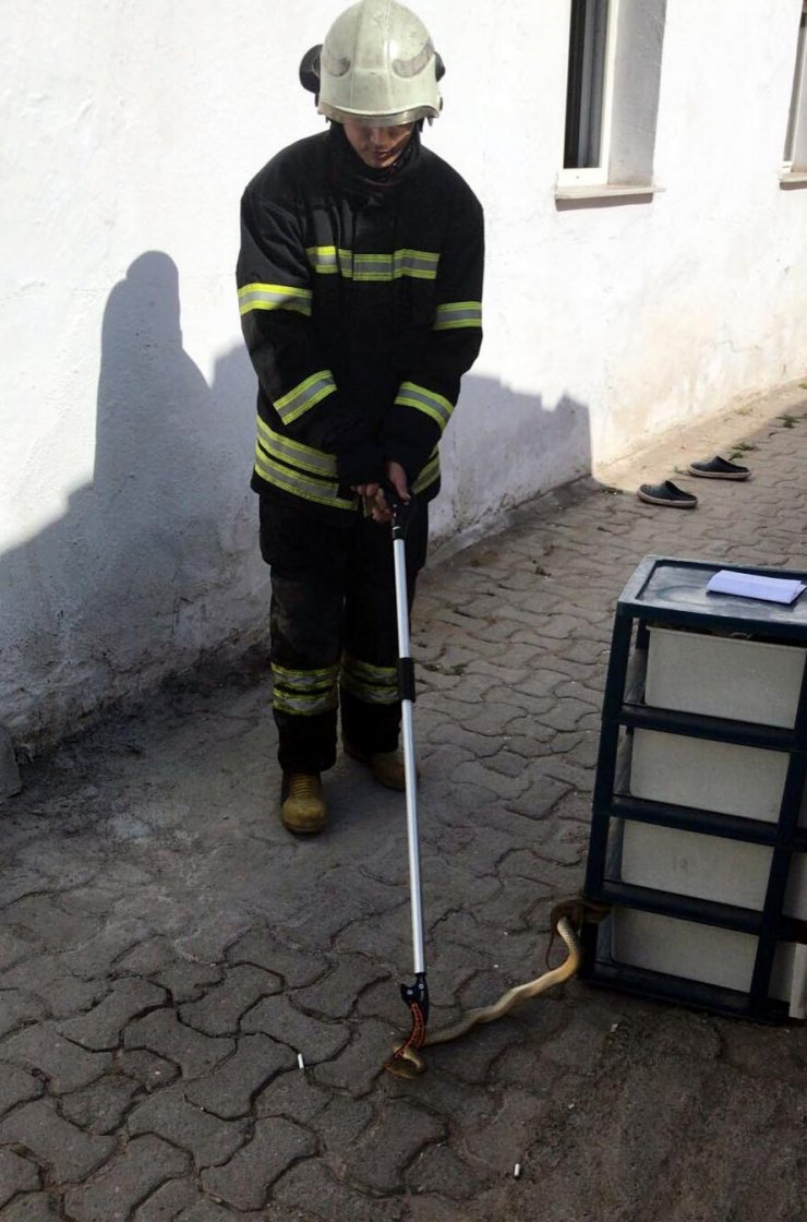 Ayakkabılığa 1,5 metrelik yılan girdi