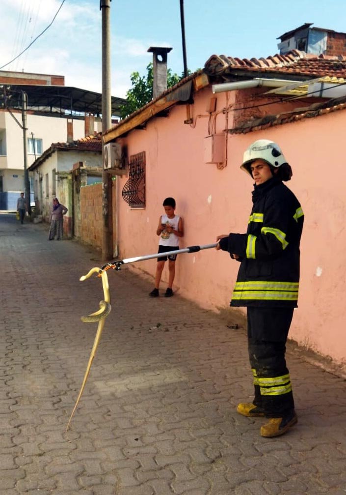 Ayakkabılığa 1,5 metrelik yılan girdi