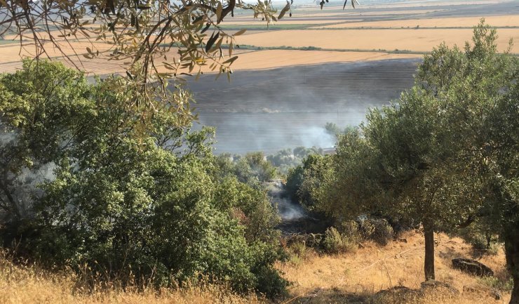 Buğday tarlasında çıkan yangın, zeytinlik alana sıçradı