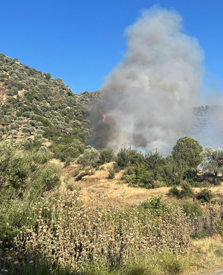 Buğday tarlasında çıkan yangın, zeytinlik alana sıçradı