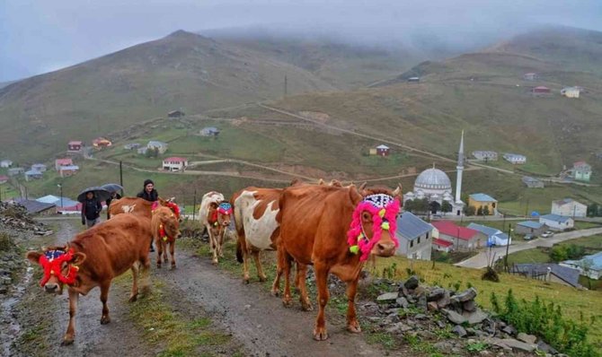 İnekleri gelin gibi süslediler
