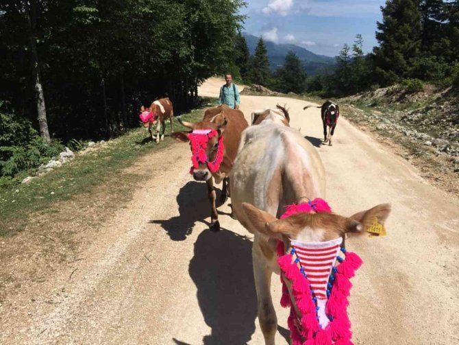 İnekleri gelin gibi süslediler
