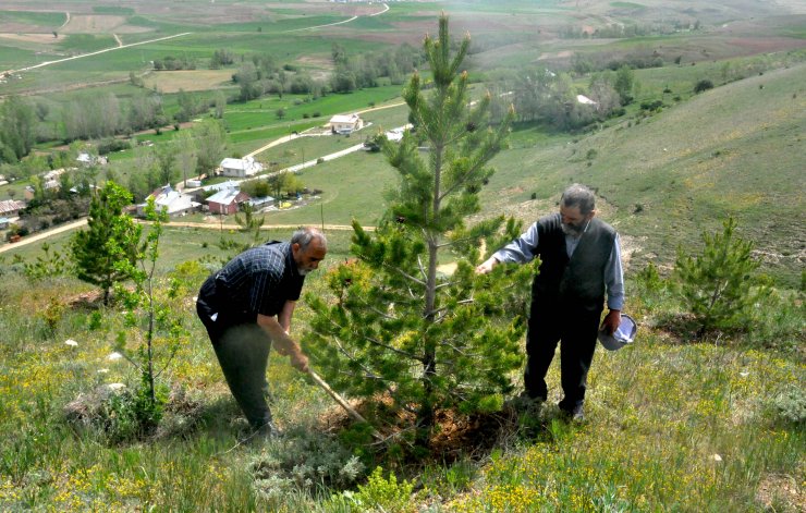 Kardeşler, çocukluk hayalleri orman için 12 bin fidan dikti