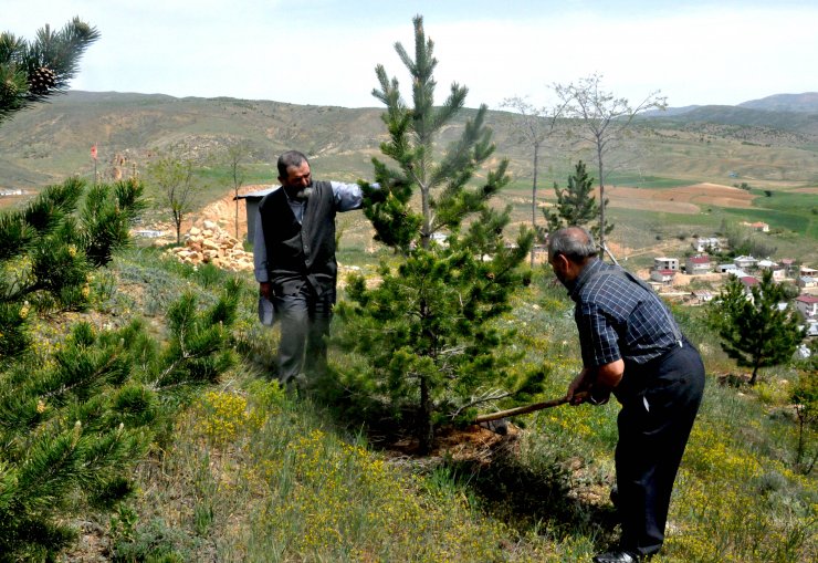 Kardeşler, çocukluk hayalleri orman için 12 bin fidan dikti