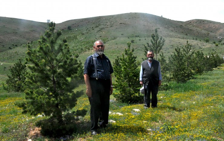 Kardeşler, çocukluk hayalleri orman için 12 bin fidan dikti