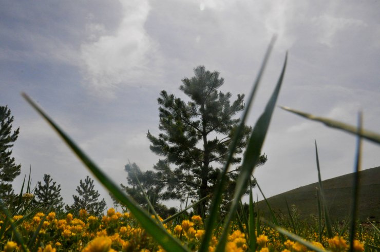 Kardeşler, çocukluk hayalleri orman için 12 bin fidan dikti