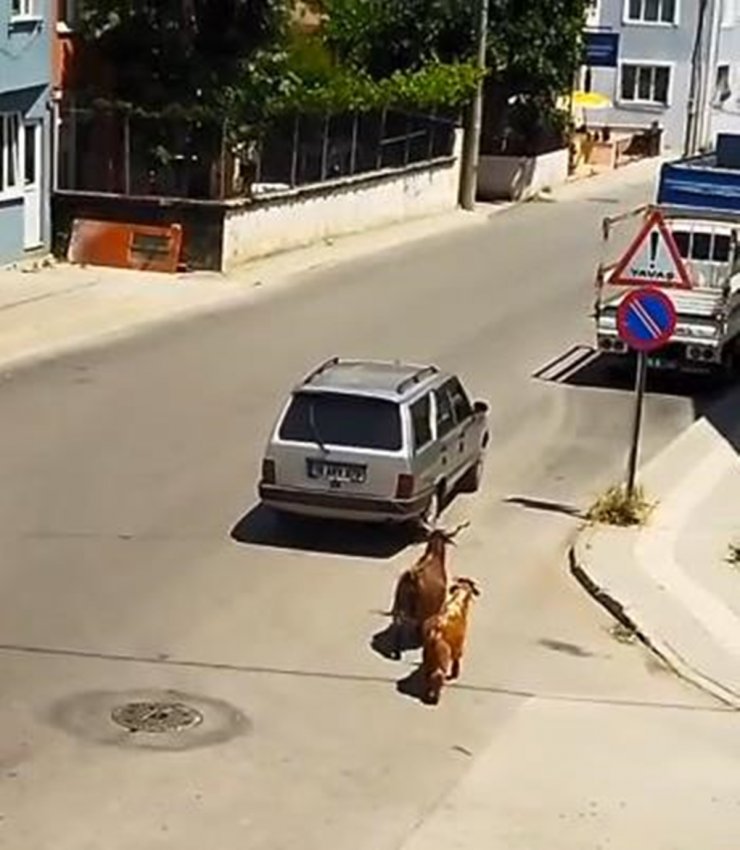 Keçiyi, aracının arkasına bağlayıp götürdü