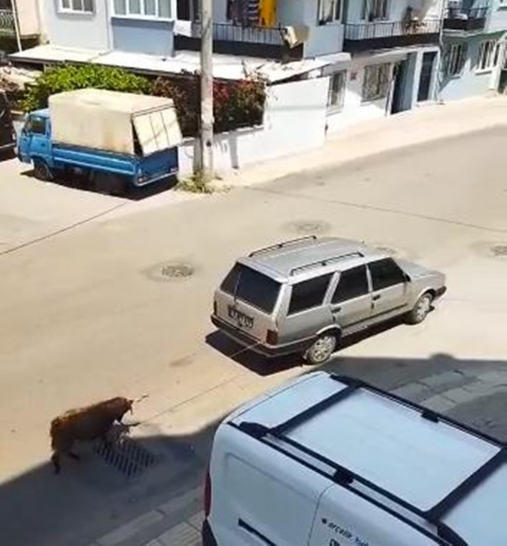 Keçiyi, aracının arkasına bağlayıp götürdü