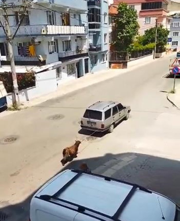 Keçiyi, aracının arkasına bağlayıp götürdü