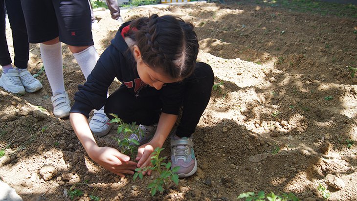 Öğrenciler okul bahçesinde sebze-meyve yetiştiriyor 