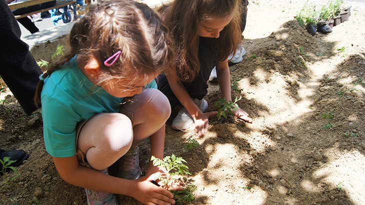 Öğrenciler okul bahçesinde sebze-meyve yetiştiriyor