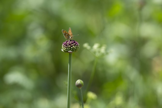 Ovacık kelebeklerle renklendi