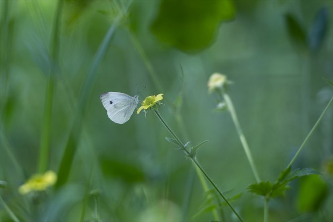 Ovacık kelebeklerle renklendi