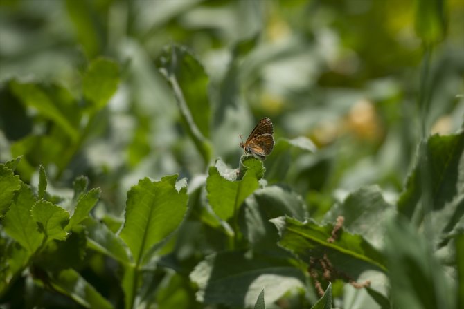 Ovacık kelebeklerle renklendi