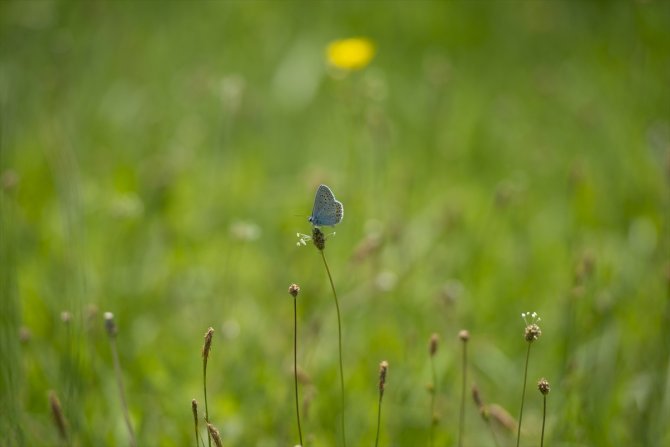 Ovacık kelebeklerle renklendi