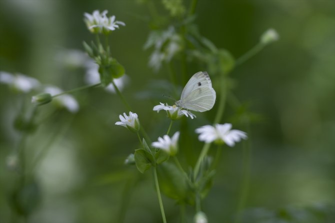 Ovacık kelebeklerle renklendi