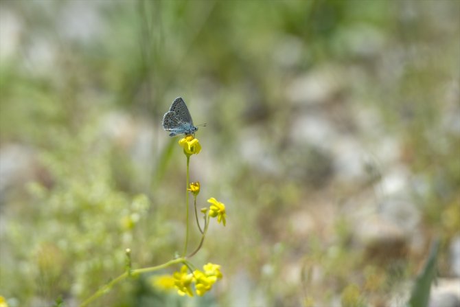 Ovacık kelebeklerle renklendi