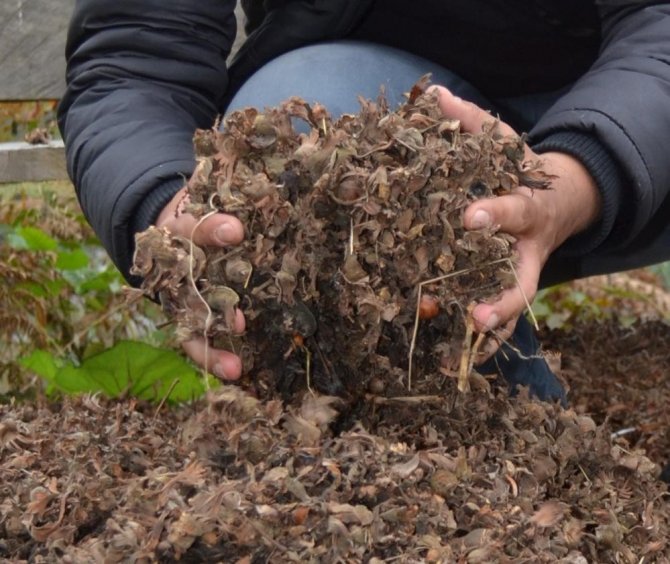 Fındık zurufundan yem üretildi