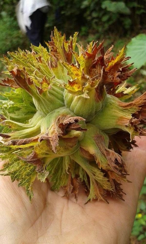 Fındık zurufundan yem üretildi