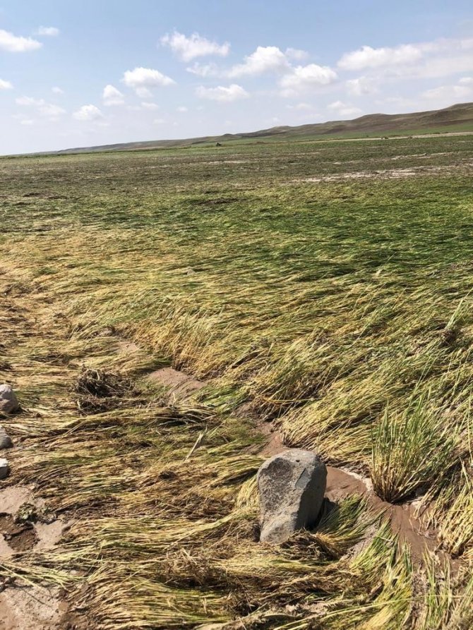 Şiddetli yağışlar ekili alana zarar verdi