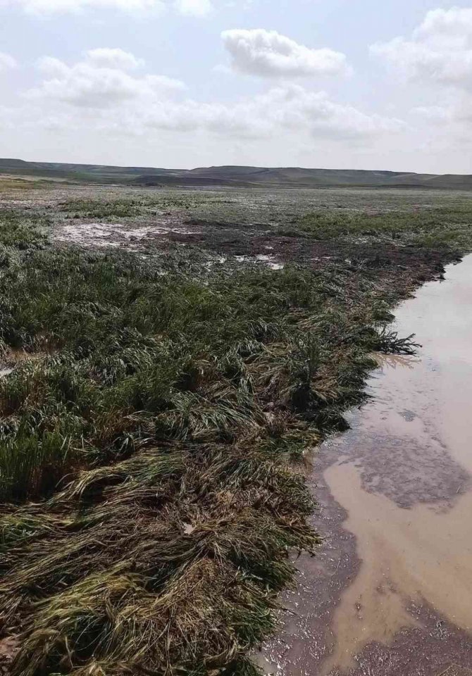 Şiddetli yağışlar ekili alana zarar verdi