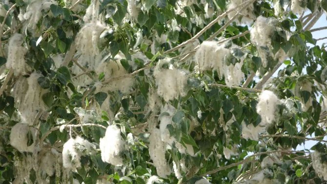Alerjik hastalığı olanlara ‘polen’ uyarısı