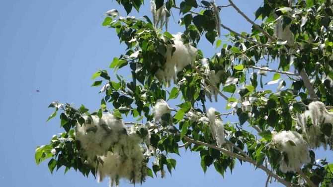 Alerjik hastalığı olanlara ‘polen’ uyarısı
