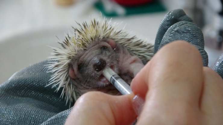 Doğanın öksüz yavrularını anne şefkatiyle büyütüyor