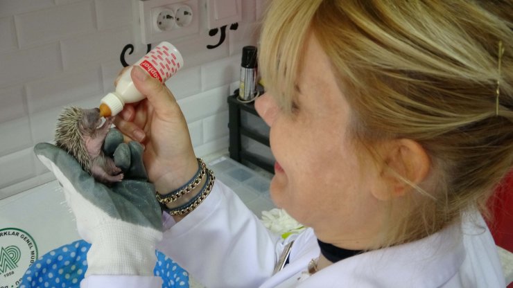 Doğanın öksüz yavrularını anne şefkatiyle büyütüyor