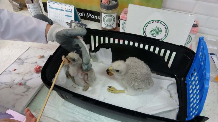 Doğanın öksüz yavrularını anne şefkatiyle büyütüyor