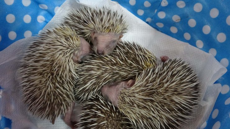 Doğanın öksüz yavrularını anne şefkatiyle büyütüyor