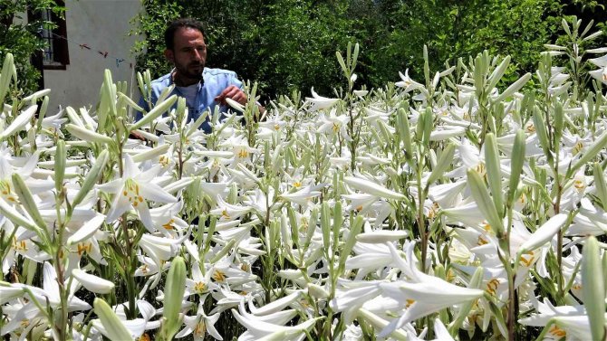 Akzambak hasadı başladı