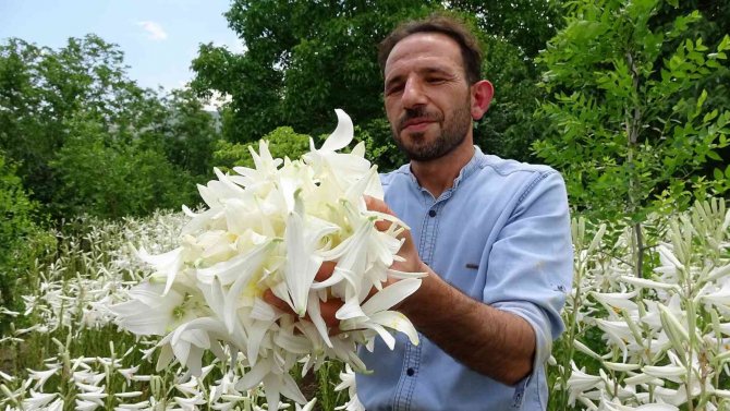 Akzambak hasadı başladı