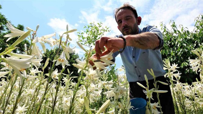 Akzambak hasadı başladı