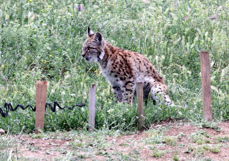 Kümeste yakalanan vaşak öldü, parkta sergilenecek