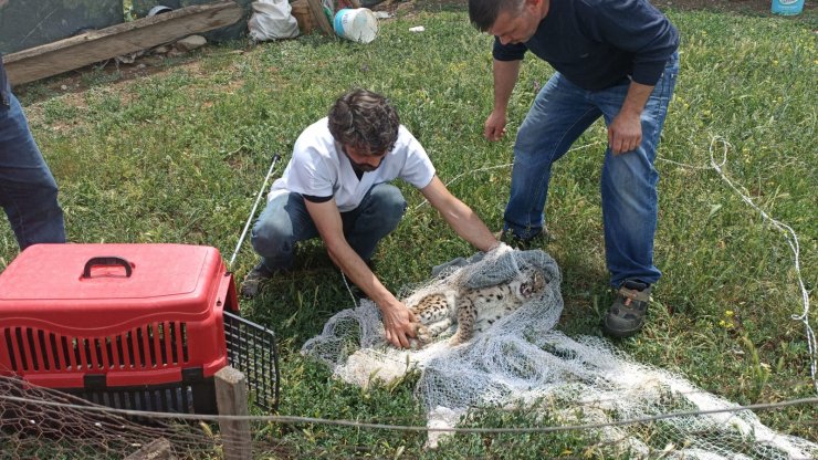 Kümeste yakalanan vaşak öldü, parkta sergilenecek