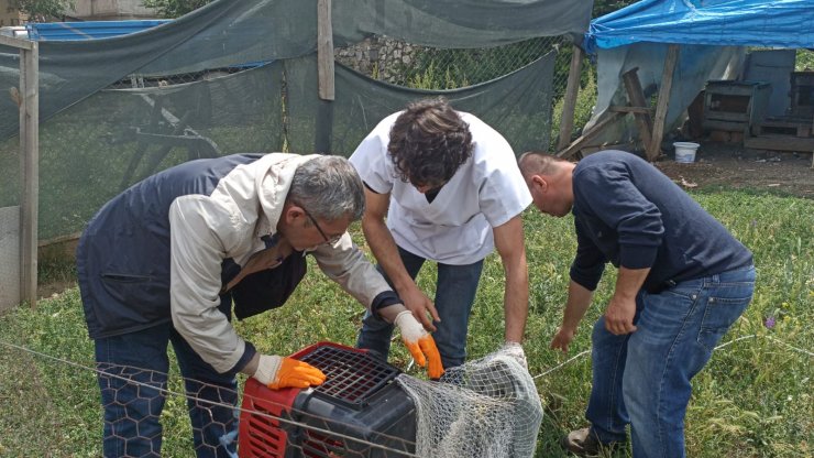 Kümeste yakalanan vaşak öldü, parkta sergilenecek
