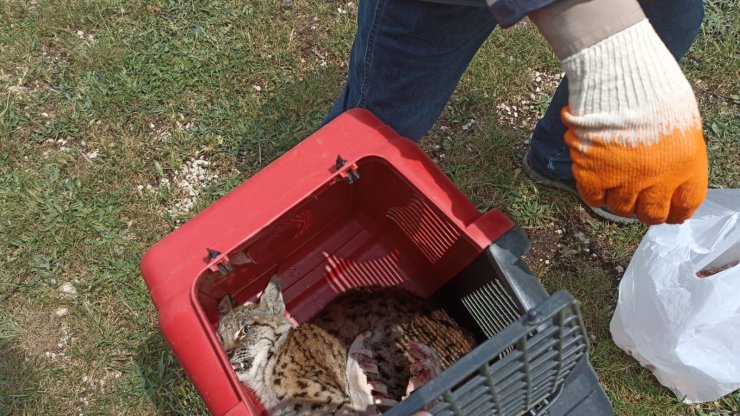 Kümeste yakalanan vaşak öldü, parkta sergilenecek