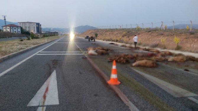Otobüs küçükbaş sürüsüne daldı: 70 hayvan telef oldu