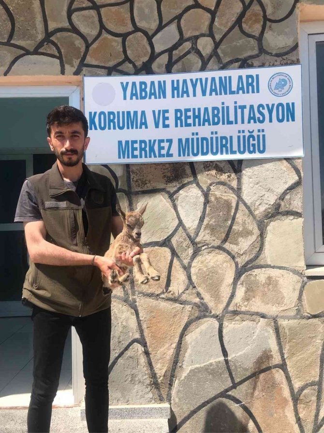 Yavru yaban keçisi emin ellerde