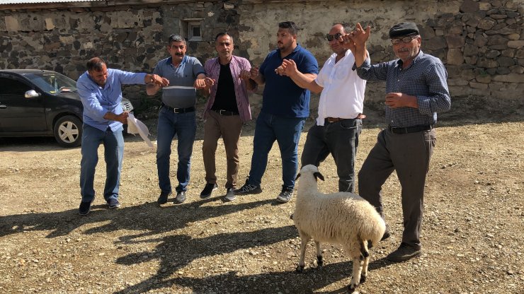 Biberonla beslediği kuzu, yanından ayrılmıyor