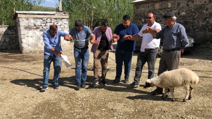 Biberonla beslediği kuzu, yanından ayrılmıyor