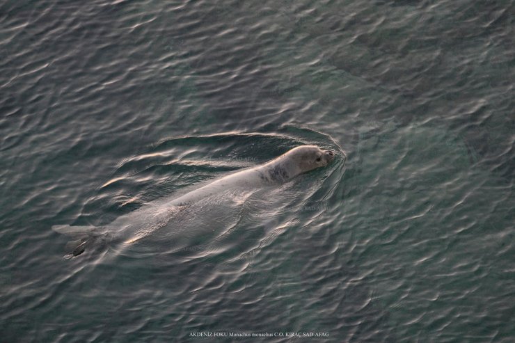 Karadeniz'de, Akdeniz foku için yaşam alanları oluşturulacak