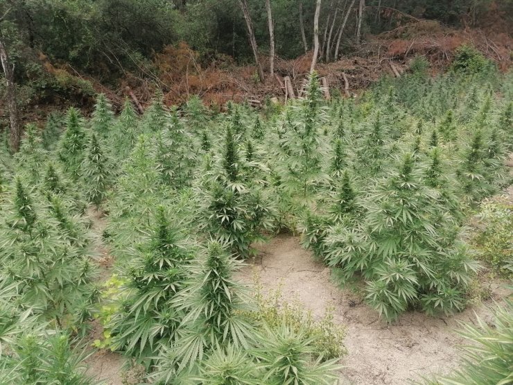 Ormanda ele geçirilen 55 bin kök kenevir imha edildi