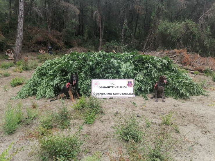 Ormanda ele geçirilen 55 bin kök kenevir imha edildi
