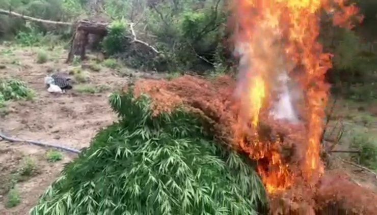 Ormanda ele geçirilen 55 bin kök kenevir imha edildi